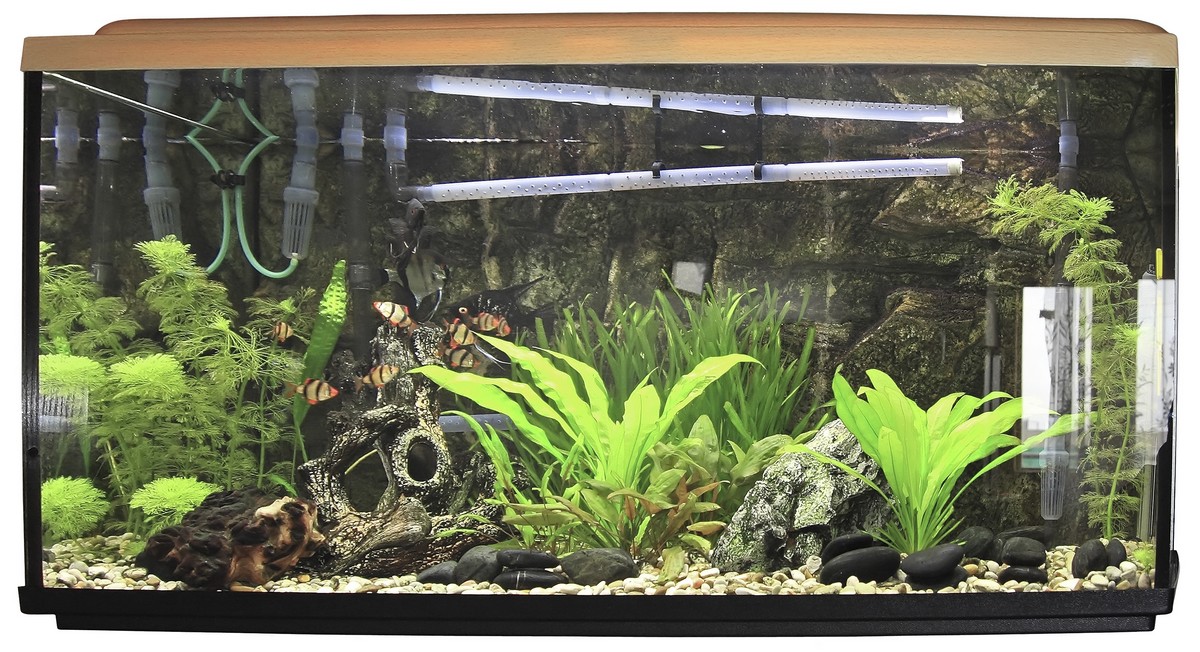 054 Fish Tank